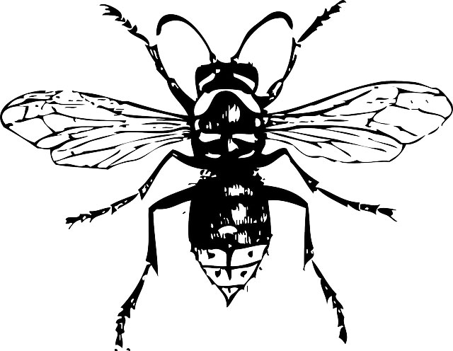FRELON ASIATIQUE